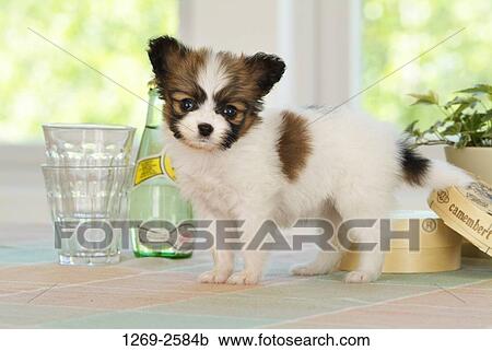 Papillon puppy standing near a bottle and glasses View Large Photo Image Stock Image - Papillon puppy standing near a bottle and glasses. Fotosearch