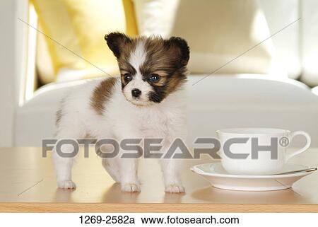 Papillon puppy standing near a cup and a saucer on a table View Large Photo Image Stock Image - Papillon puppy standing near a cup and a saucer on a table. Fotosearch