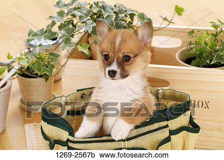 Pembroke Welsh Corgi puppy in a bag View Large Photo Image Stock Image - Pembroke Welsh Corgi puppy in a bag. Fotosearch