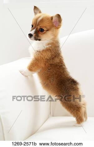 Pembroke Welsh Corgi puppy standing on a couch View Large Photo Image Stock Image - Pembroke Welsh Corgi puppy standing on a couch. Fotosearch