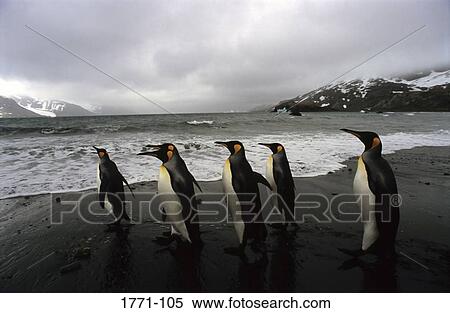 Penguins walking on the beach, Peggotty Bluff, King Haakon Bay, South Georgia Island, Falkland Islands View Large Photo Image Stock Photography - Penguins walking on the beach, Peggotty Bluff, King Haakon Bay, South Georgia Island, Falkland Islands. Fotosearch