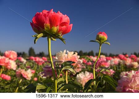Peony flowers in a field, Brooks, Oregon, USA View Large Photo Image Stock Photo - Peony flowers in a field, Brooks, Oregon, USA. Fotosearch