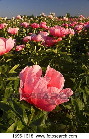 Peony flowers in a field, Brooks, Oregon, USA View Large Photo Image Stock Photo - Peony flowers in a field, Brooks, Oregon, USA. Fotosearch