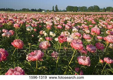 Stock Photo - Peony flowers in a field, Brooks, Oregon, USA. Fotosearch