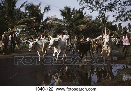 People participating in a traditional bullock cart race, Madurai, Tamil Nadu, India View Large Photo Image Stock Image - People participating in a traditional bullock cart race, Madurai, Tamil Nadu, India. Fotosearch