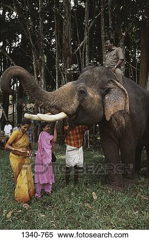 People with an elephant at a traditional Elephant Day celebration, Indira Gandhi National Park, Coimbatore, Tamil Nadu, India View Large Photo Image Stock Photography - People with an elephant at a traditional Elephant Day celebration, Indira Gandhi National Park, Coimbatore, Tamil Nadu, India. Fotosearch