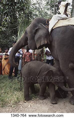 People with elephant and its calf at a traditional Elephant Day celebration, Indira Gandhi National Park, Coimbatore, Tamil Nadu, India View Large Photo Image Picture - People with elephant and its calf at a traditional Elephant Day celebration, Indira Gandhi National Park, Coimbatore, Tamil Nadu, India. Fotosearch