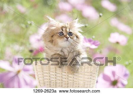 Persian kitten in a basket View Large Photo Image Stock Image - Persian kitten in a basket. Fotosearch