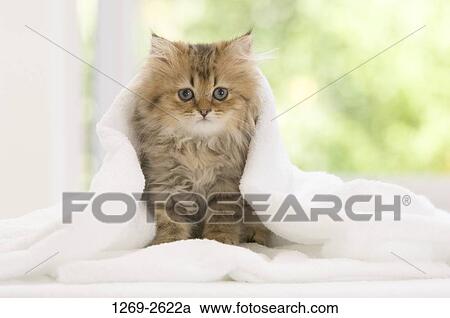 Persian kitten in a towel View Large Photo Image Stock Image - Persian kitten in a towel. Fotosearch