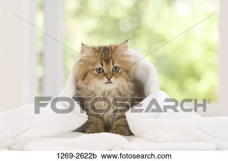 Persian kitten in a towel View Large Photo Image Stock Image - Persian kitten in a towel. Fotosearch