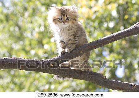 Persian kitten on a branch View Large Photo Image Stock Photograph - Persian kitten on a branch. Fotosearch