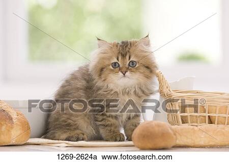Persian kitten sitting near a basket of breads View Large Photo Image Stock Image - Persian kitten sitting near a basket of breads. Fotosearch