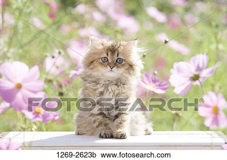 Persian kitten sitting on a table View Large Photo Image Stock Image - Persian kitten sitting on a table. Fotosearch