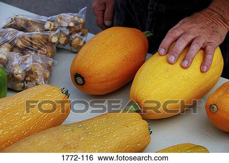 Person's hand on a squash at a farmer's market, Wyoming, USA View Large Photo Image Stock Photograph - Person's hand on a squash at a farmer's market, Wyoming, USA. Fotosearch