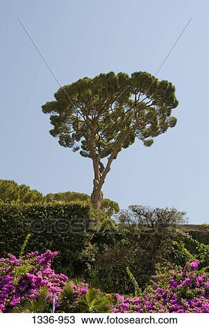 Stock Image - Pine tree in a garden, Medici Garden, Rome, Italy. Fotosearch