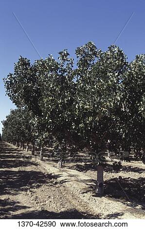 Pistachio trees growing in an orchard, California, USA View Large Photo Image Stock Image - Pistachio trees growing in an orchard, California, USA. Fotosearch