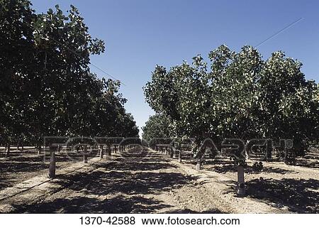 Stock Photo - Pistachio trees growing in an orchard, California, USA. Fotosearch