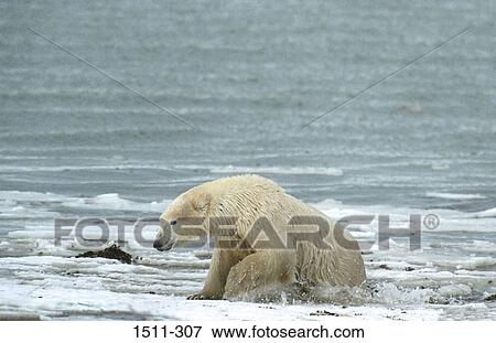 Polar bear (Ursus maritimus) climbing out of the sea View Large Photo Image Stock Photo - Polar bear (Ursus maritimus) climbing out of the sea. Fotosearch