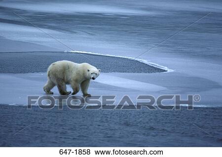 Stock Photo - Polar bear walking on a thin layer of ice, Churchill, Manitoba, Canada. Fotosearch