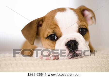 Portrait of a bulldog puppy resting View Large Photo Image Stock Image - Portrait of a bulldog puppy resting. Fotosearch
