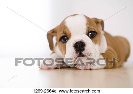 Stock Image - Portrait of a bulldog puppy. Fotosearch