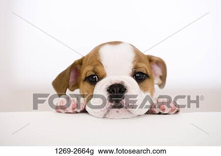 Portrait of a bulldog puppy View Large Photo Image Stock Image - Portrait of a bulldog puppy. Fotosearch