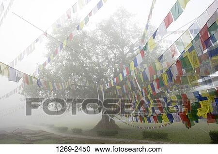 Stock Image - Prayer flags hanging with a Bodhi tree, Lumbini, Nepal. Fotosearch