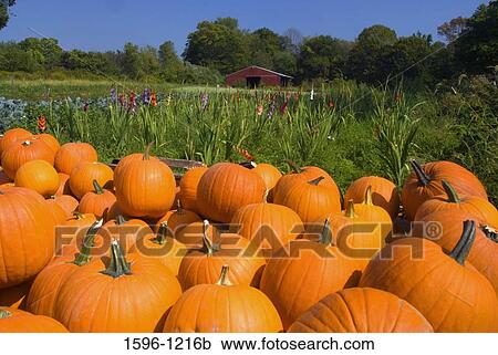 Pumpkins at a farm, Middlefield, Connecticut, USA View Large Photo Image Stock Image - Pumpkins at a farm, Middlefield, Connecticut, USA. Fotosearch