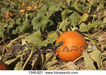 Pumpkins in a field, Annapolis Valley, Nova Scotia, Canada View Large Photo Image Stock Image - Pumpkins in a field, Annapolis Valley, Nova Scotia, Canada. Fotosearch