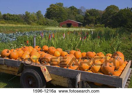 Pumpkins loaded in a wagon at a farm, Middlefield, Connecticut, USA View Large Photo Image Stock Image - Pumpkins loaded in a wagon at a farm, Middlefield, Connecticut, USA. Fotosearch