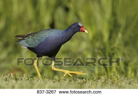 Stock Photo - Purple gallinule (Porphyrula martinica) walking in a field. Fotosearch