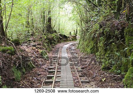 Railroad track passing through a forest, Yakushima Island, Kagoshima Prefecture, Japan View Large Photo Image Stock Photo - Railroad track passing through a forest, Yakushima Island, Kagoshima Prefecture, Japan. Fotosearch