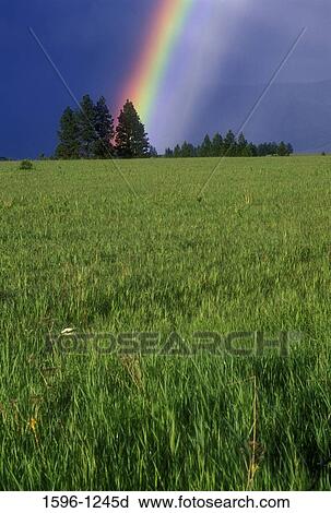 Rainbow over a ranch, Asotin County, Washington State, USA View Large Photo Image Stock Image - Rainbow over a ranch, Asotin County, Washington State, USA. Fotosearch