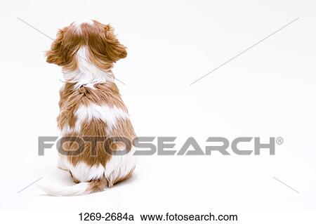Rear view of a Cavalier King Charles Spaniel (Blenheim coat) puppy View Large Photo Image Stock Image - Rear view of a Cavalier King Charles Spaniel (Blenheim coat) puppy. Fotosearch