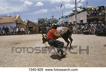 Rear view of a man taming a bull during Pongal a traditional festival, Madurai, Tamil Nadu, India View Large Photo Image Stock Photo - Rear view of a man taming a bull during Pongal a traditional festival, Madurai, Tamil Nadu, India. Fotosearch