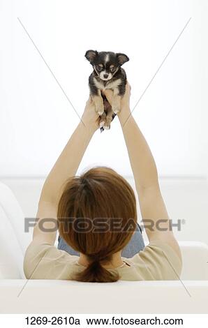 Rear view of a woman picking up a Chihuahua puppy View Large Photo Image Stock Image - Rear view of a woman picking up a Chihuahua puppy. Fotosearch