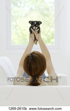 Rear view of a woman picking up a Chihuahua puppy View Large Photo Image Stock Image - Rear view of a woman picking up a Chihuahua puppy. Fotosearch