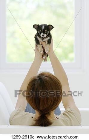 Rear view of a woman picking up a Chihuahua puppy View Large Photo Image Stock Image - Rear view of a woman picking up a Chihuahua puppy. Fotosearch