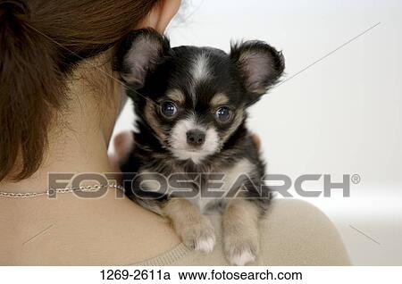 Stock Image - Rear view of a woman with a Chihuahua puppy on her shoulder. Fotosearch