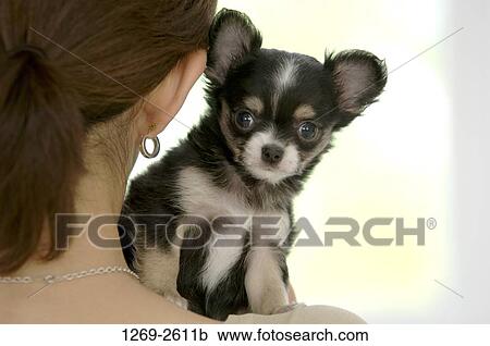 Rear view of a woman with a Chihuahua puppy on her shoulder View Large Photo Image Stock Image - Rear view of a woman with a Chihuahua puppy on her shoulder. Fotosearch