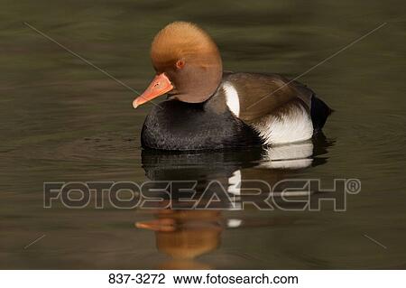 Red-crested pochard (Netta rufina) swimming in water View Large Photo Image Stock Image - Red-crested pochard (Netta rufina) swimming in water. Fotosearch