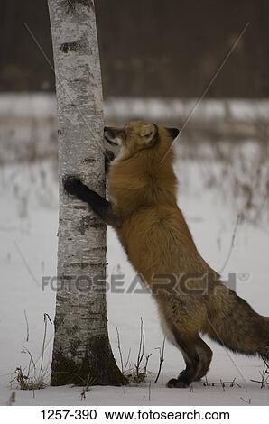 Stock Image - Red fox (Vulpes vulpes) scratching a tree trunk. Fotosearch