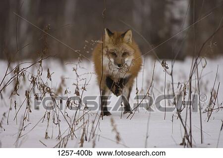 Red fox (Vulpes vulpes) standing in a snow covered field View Large Photo Image Stock Image - Red fox (Vulpes vulpes) standing in a snow covered field. Fotosearch