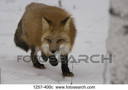 Red fox (Vulpes vulpes) walking in a snow covered field View Large Photo Image Stock Image - Red fox (Vulpes vulpes) walking in a snow covered field. Fotosearch