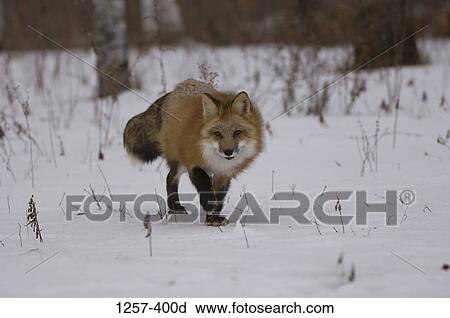 Red fox (Vulpes vulpes) walking in a snow covered field View Large Photo Image Stock Image - Red fox (Vulpes vulpes) walking in a snow covered field. Fotosearch