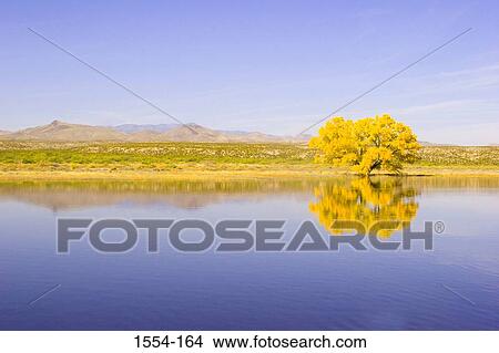 Reflection of a Cottonwood tree in water, Bosque Del Apache National Wildlife Refuge, New Mexico, USA View Large Photo Image Picture - Reflection of a Cottonwood tree in water, Bosque Del Apache National Wildlife Refuge, New Mexico, USA. Fotosearch