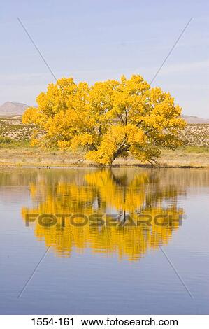 Stock Image - Reflection of a Cottonwood tree in water, Bosque Del Apache National Wildlife Refuge, New Mexico, USA. Fotosearch