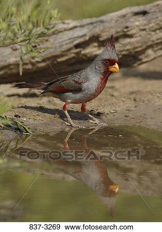 Reflection of a pyrrhuloxia (Cardinalis sinuatus) in water View Large Photo Image Stock Photo - Reflection of a pyrrhuloxia (Cardinalis sinuatus) in water. Fotosearch