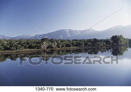 Reflection of trees in a lake, Maravagandy Lake, Nilgiris District, Tamil Nadu, India View Large Photo Image Stock Image - Reflection of trees in a lake, Maravagandy Lake, Nilgiris District, Tamil Nadu, India. Fotosearch