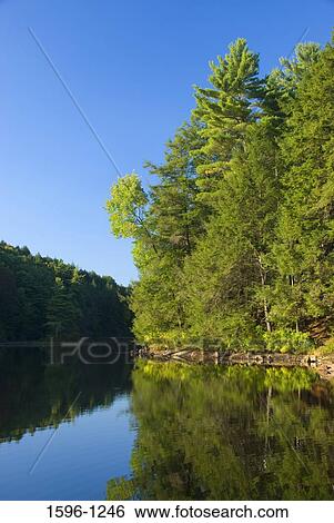 Reflection of trees in water, Bigelow Pond, Bigelow Hollow State Park, Union, Connecticut, USA View Large Photo Image Stock Photograph - Reflection of trees in water, Bigelow Pond, Bigelow Hollow State Park, Union, Connecticut, USA. Fotosearch